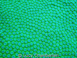 Close-up of coral by Lucy Chamberlain 